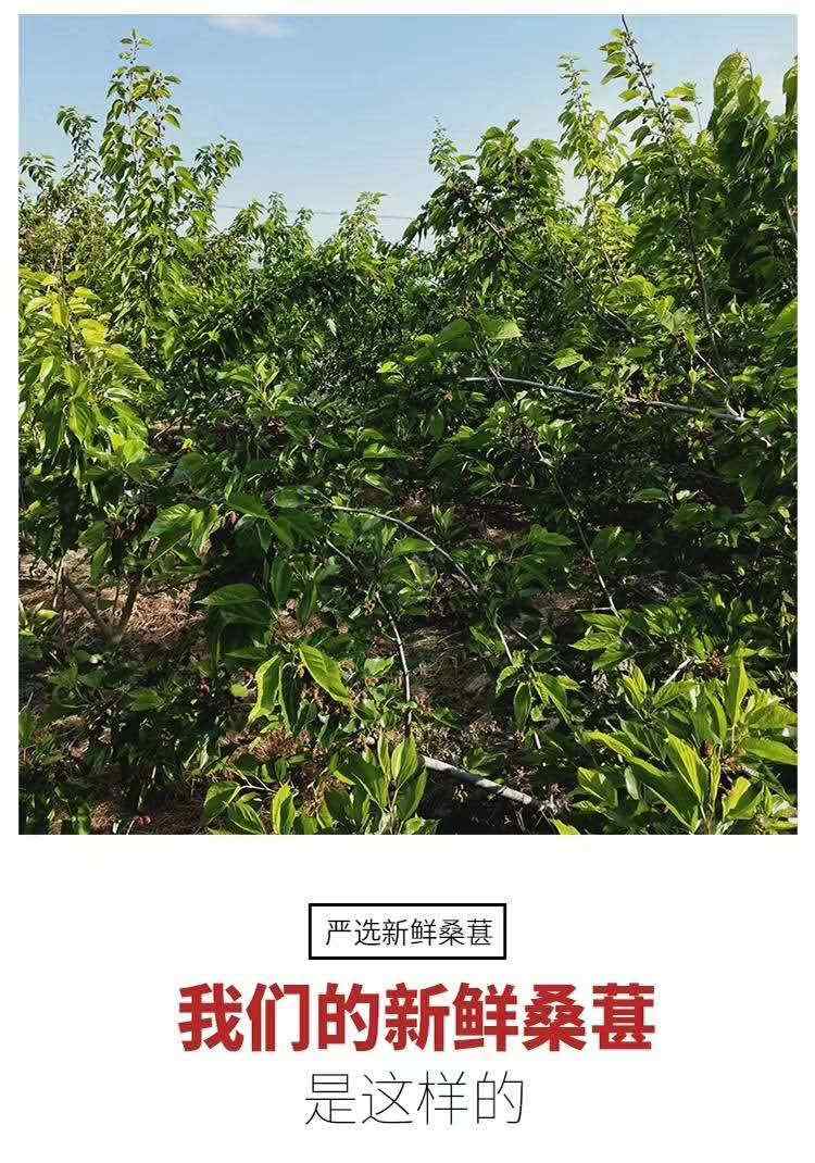 鹤小厨桑椹膏供应日期调整