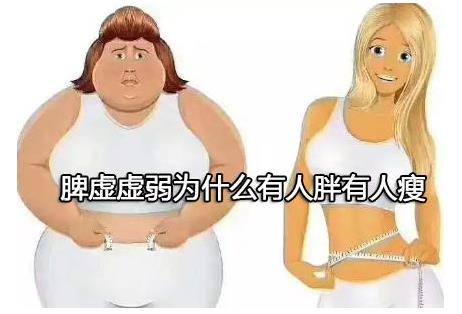 脾虚虚弱为什么有人胖有人瘦.jpg